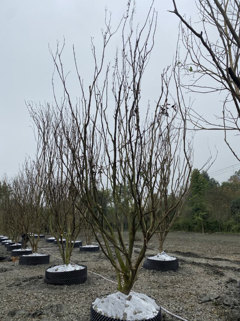 批发柑子树柑子树基地直销一手货源视频看货保质保量