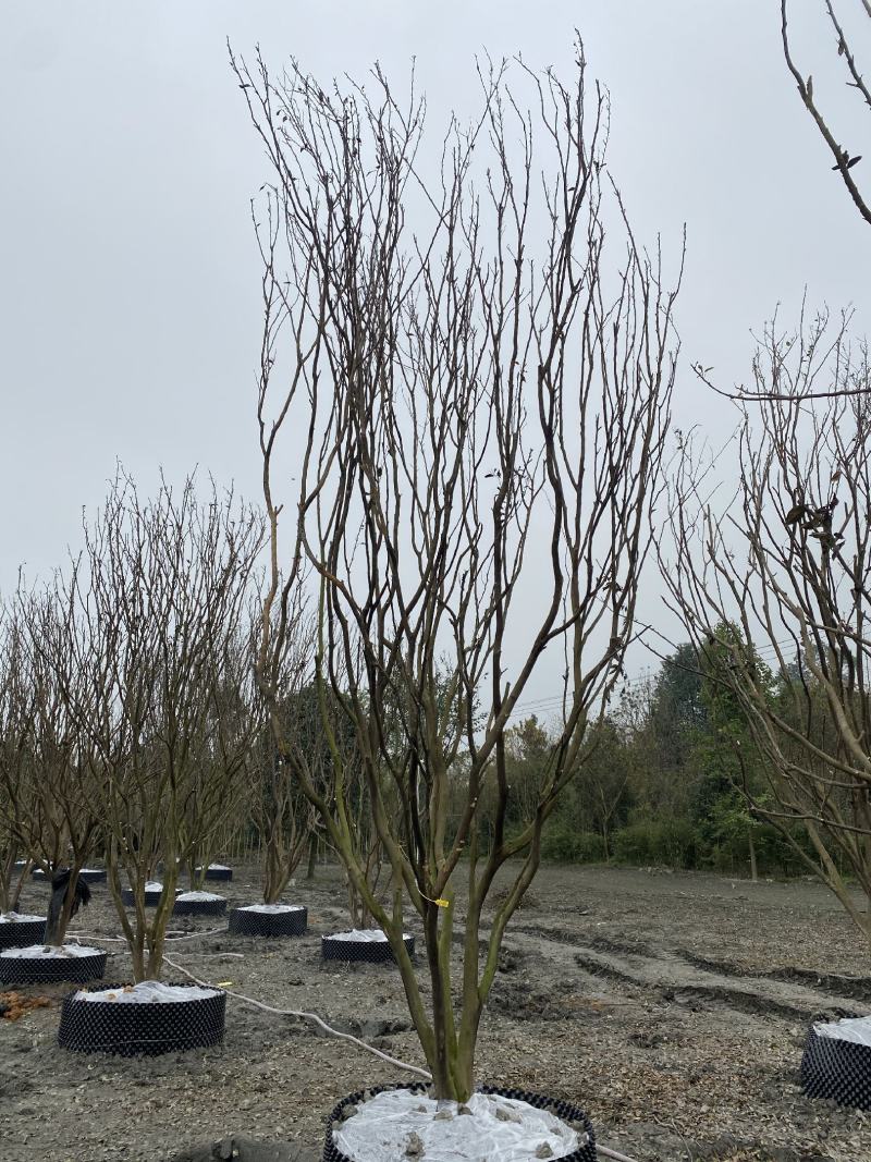 批发柑子树柑子树基地直销一手货源视频看货保质保量