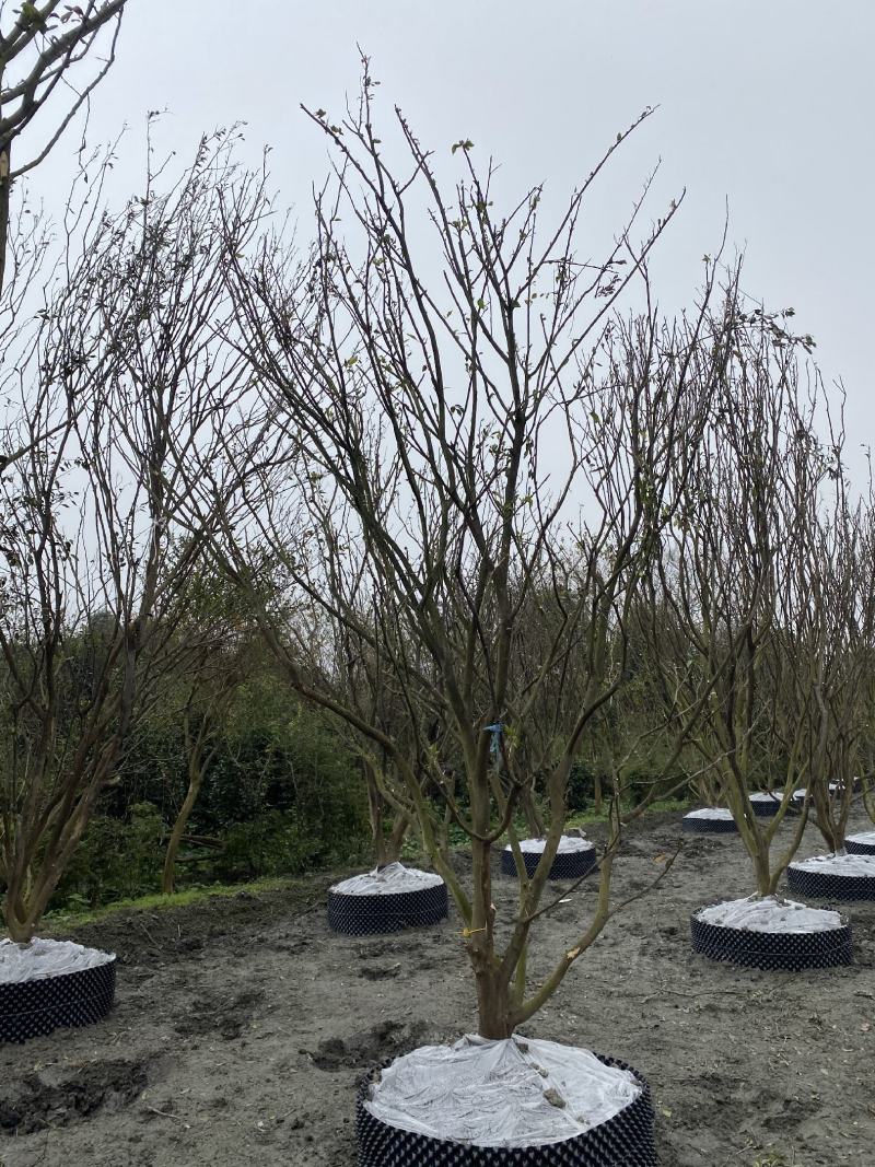 批发柑子树柑子树基地直销一手货源视频看货保质保量