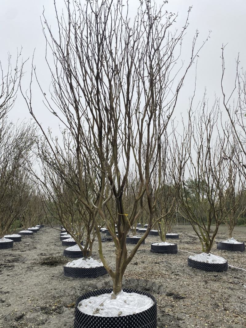 批发柑子树柑子树基地直销一手货源视频看货保质保量