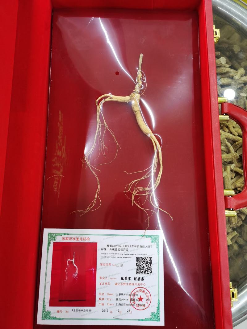 【山参】高龄多年生长山参，品相好，品质保证！欢迎光临本店