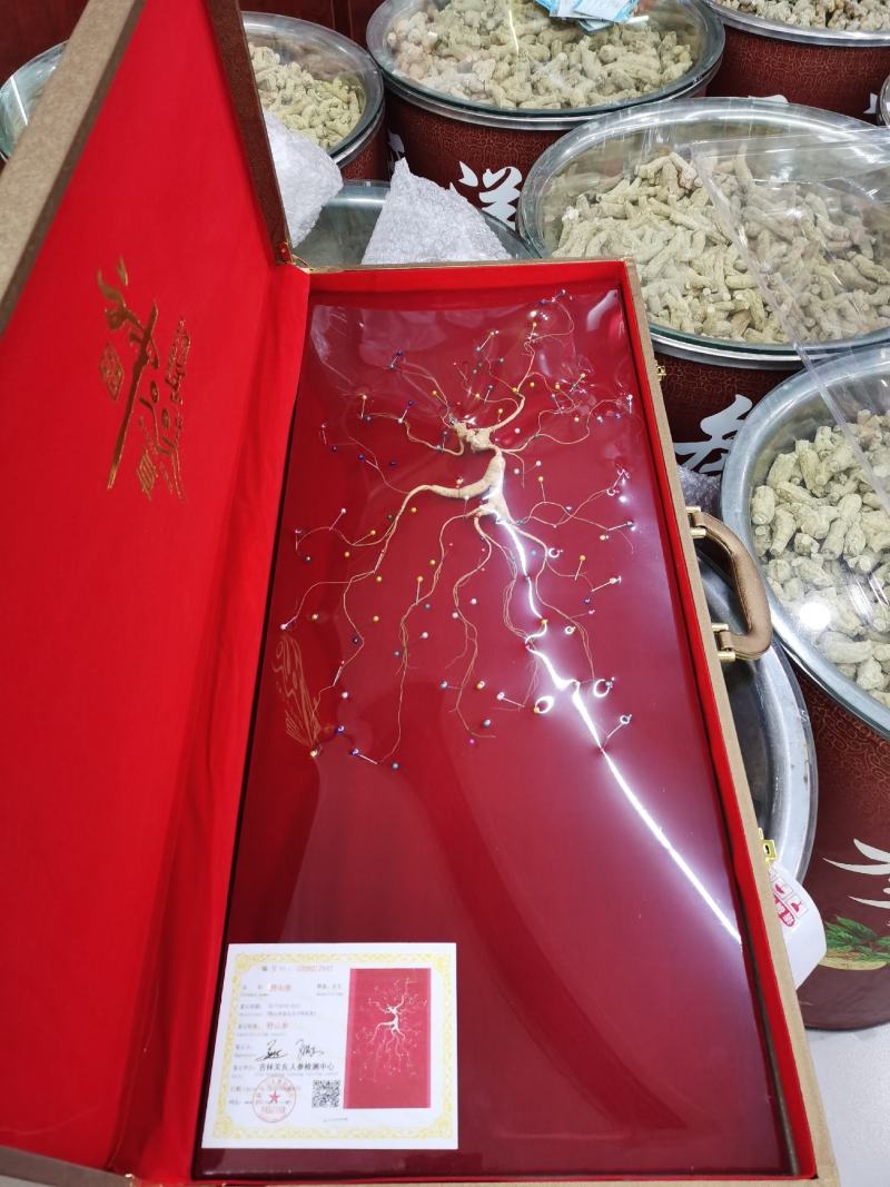 【山参】高龄多年生长山参，品相好，品质保证！欢迎光临本店