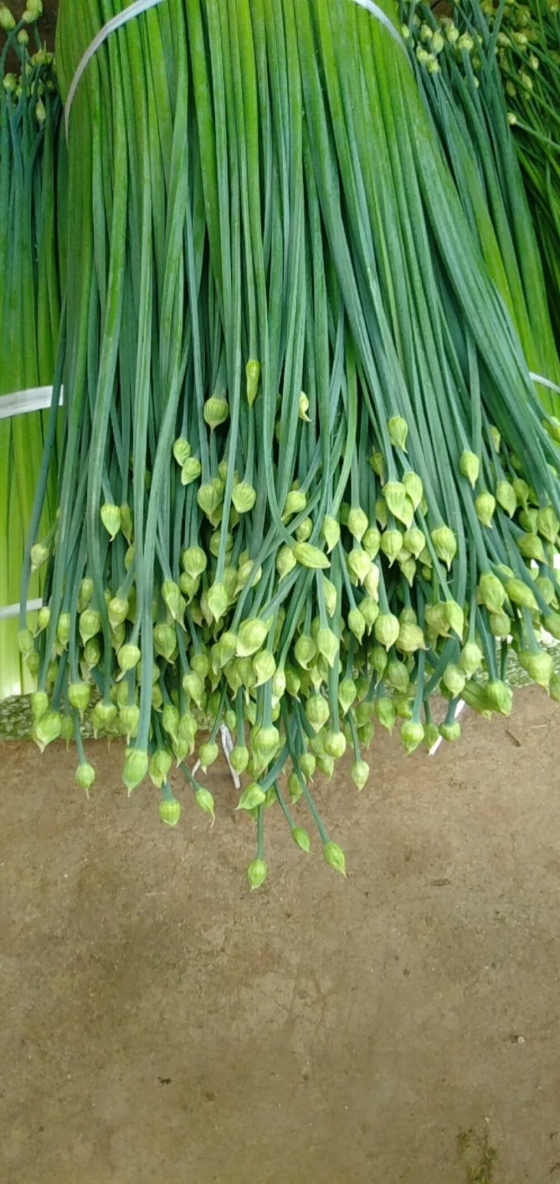 韭菜苔场地只发漂亮，精品，价格合适诚信经营