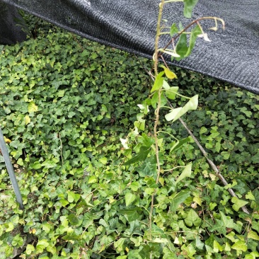 批发青叶常春藤青叶常春藤小杯苗基地直销一手货源