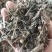 中草药稀签草新货豨签草无杂质