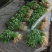湖北香菜大量上市香菜基地直供可视频看货