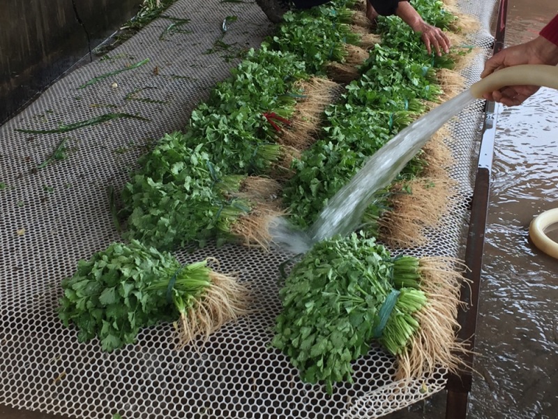 湖北香菜大量上市香菜基地直供可视频看货