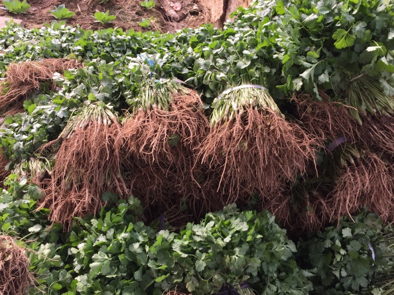 湖北香菜大量上市香菜基地直供可视频看货