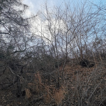 山丁子丛状树，各种规格
