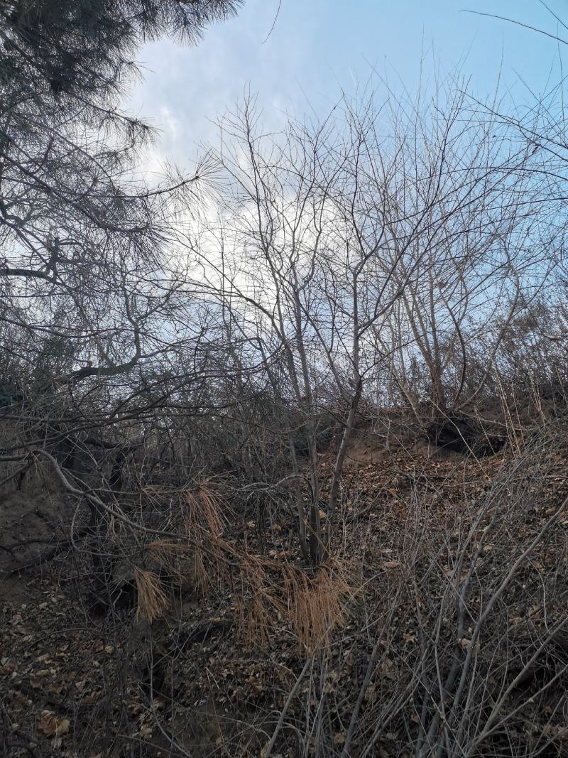 山丁子丛状树，各种规格