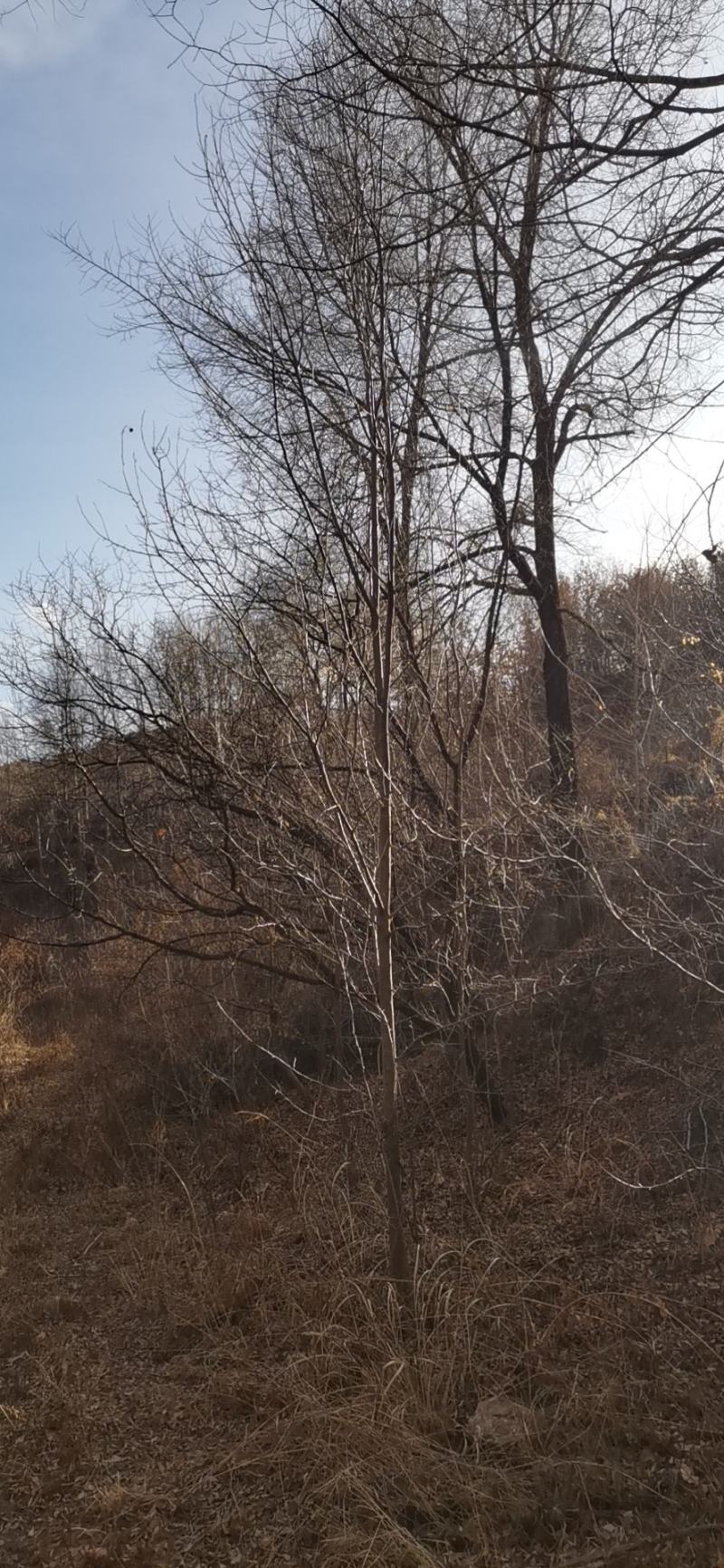 山丁子丛状树，各种规格