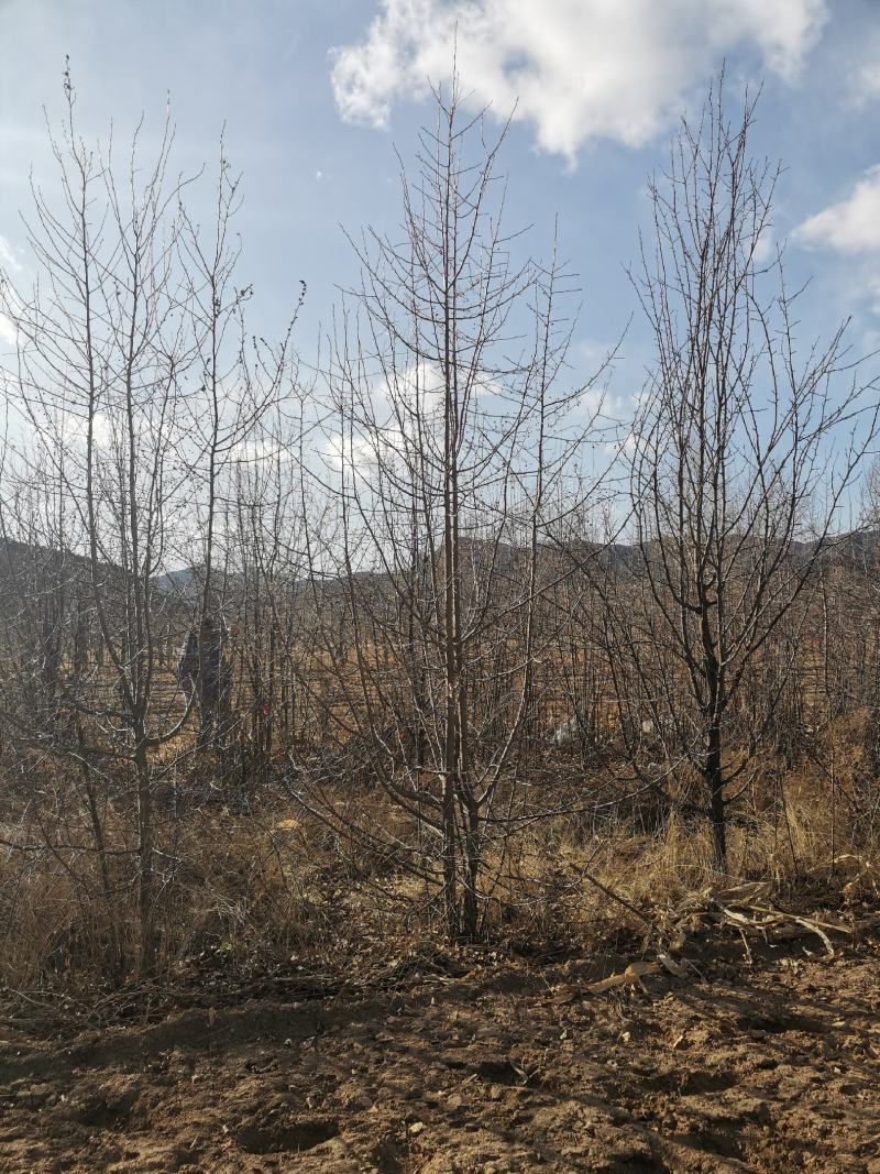 山丁子丛状树，各种规格