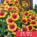 天人菊种子多年生宿根耐寒园林景观绿化花卉园艺种籽庭院
