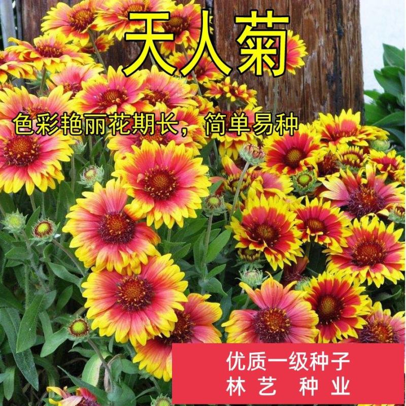 天人菊种子多年生宿根耐寒园林景观绿化花卉园艺种籽庭院