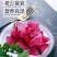 萝卜紫萝卜俗称水果人参一件代发包售后,量大从优