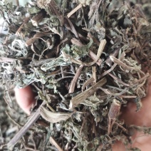野生旱莲草草药墨旱莲