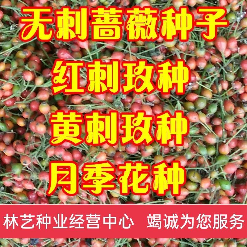 爬藤蔷薇种子多花蔷薇四季播种不断观赏花卉赛月季种子