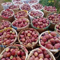 我是代办糖心苹果🍎红富士大量走货中有需要的老板私信