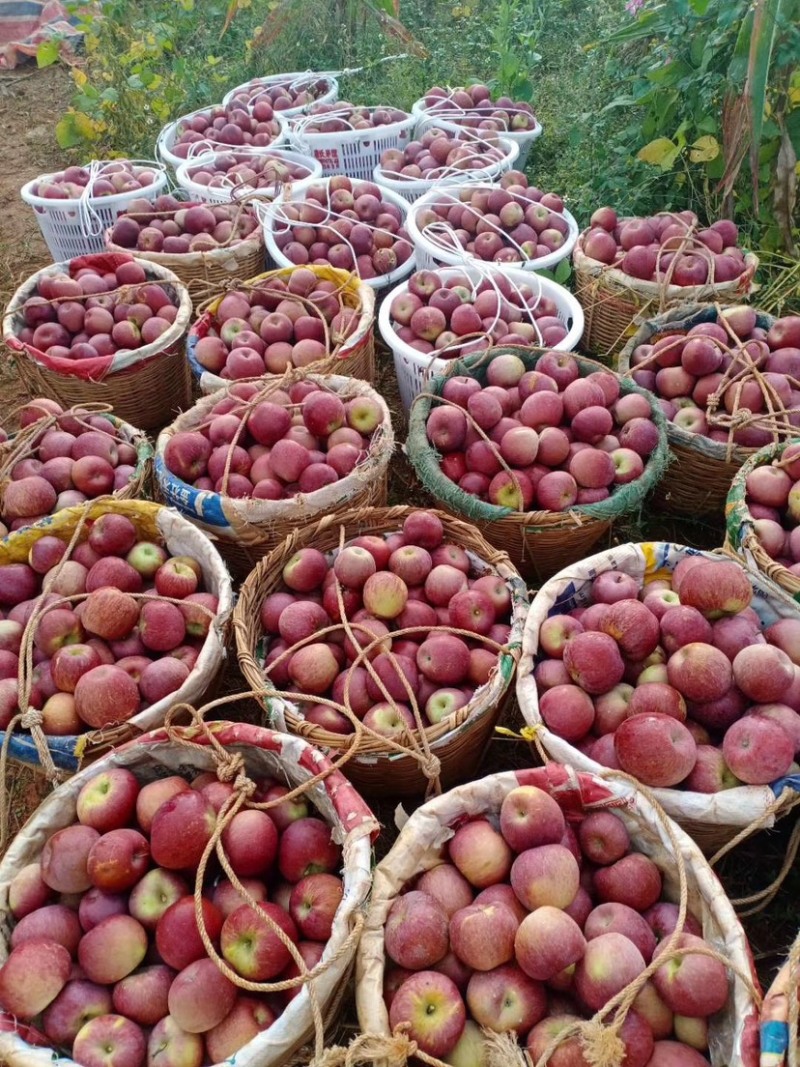 我是代办糖心苹果🍎红富士大量走货中有需要的老板私信