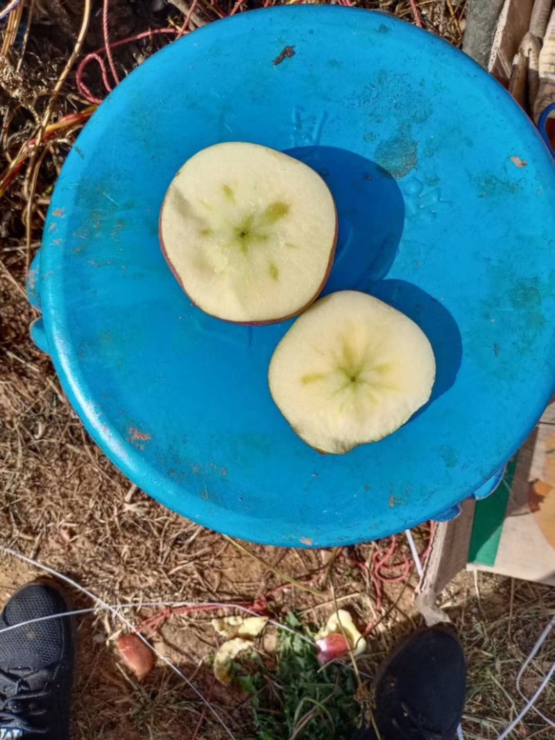 我是代办糖心苹果🍎红富士大量走货中有需要的老板私信