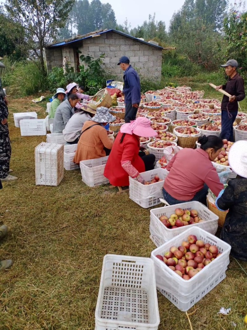 我是代办糖心苹果🍎红富士大量走货中有需要的老板私信