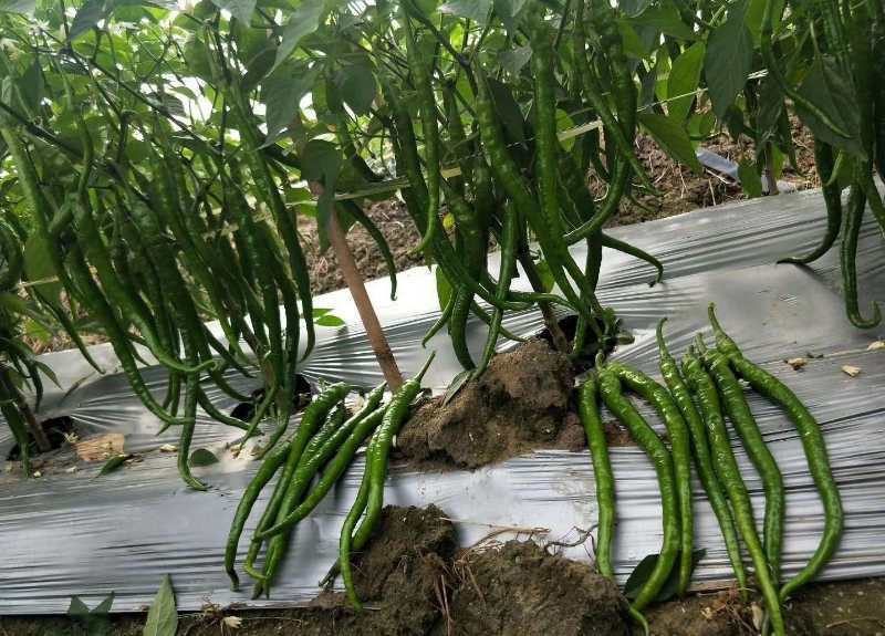 本合作社大量供应线椒苗，适应性广，商品性好，高产量
