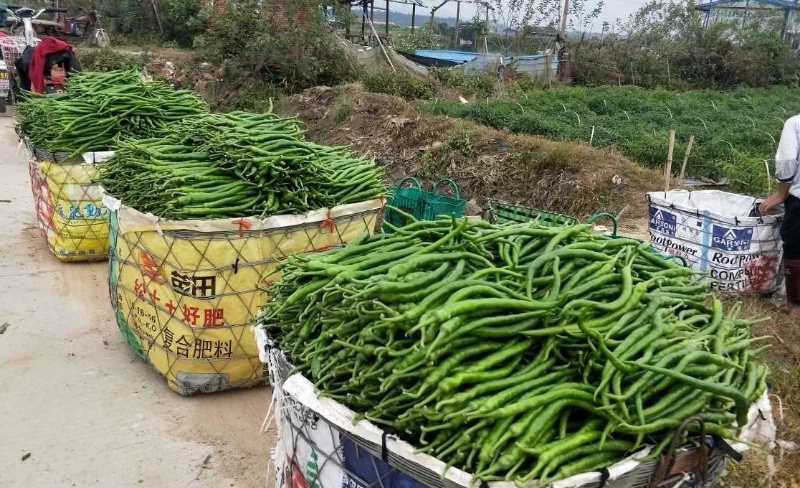 本合作社大量供应线椒苗，适应性广，商品性好，高产量