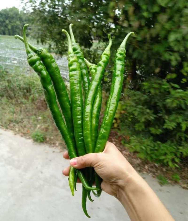 本合作社大量供应线椒苗，适应性广，商品性好，高产量