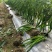 本合作社大量供应线椒苗，适应性广，商品性好，高产量