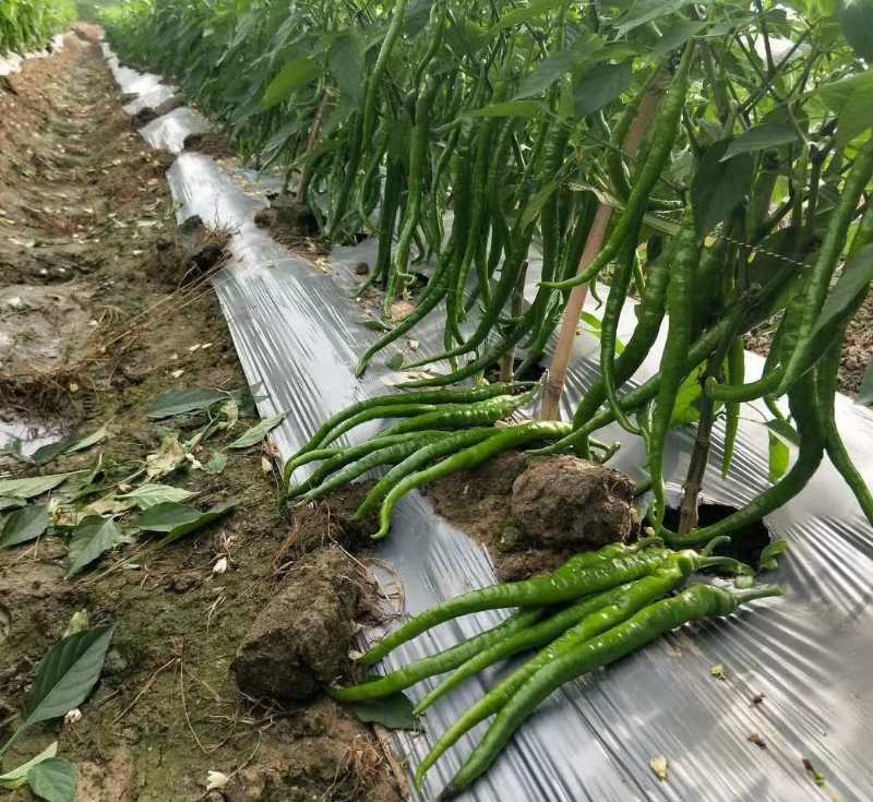本合作社大量供应线椒苗，适应性广，商品性好，高产量