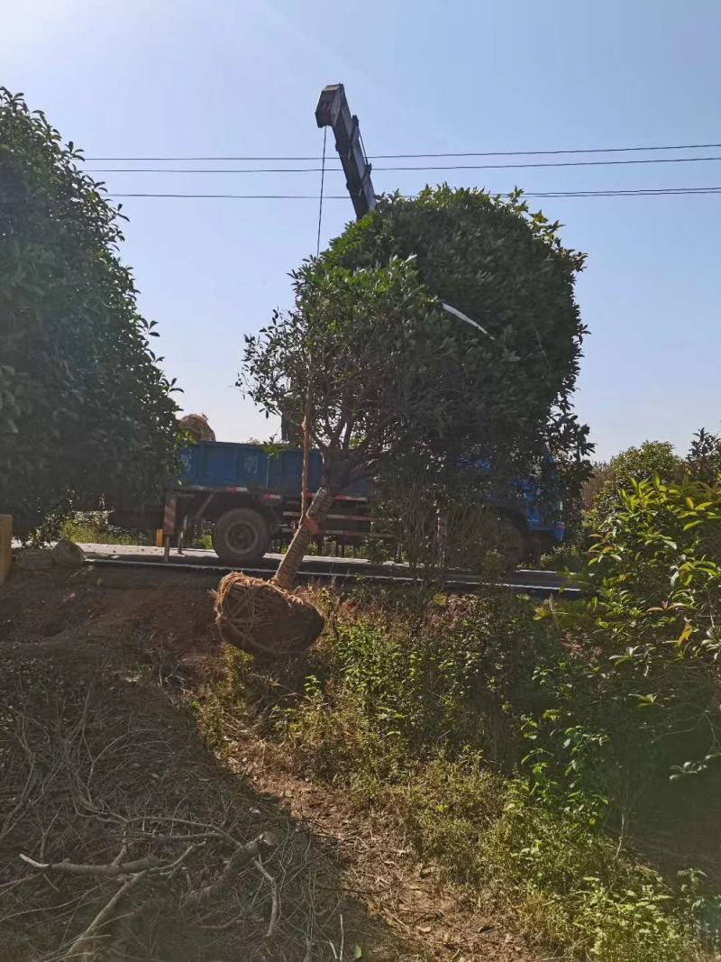 黄金桂花树大规格桂花树独杆丛生，金桂，丹桂2到30公分