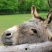 驴尾有货，水褪毛驴尾巴，新鲜水褪无毛，保证现杀可放心购买