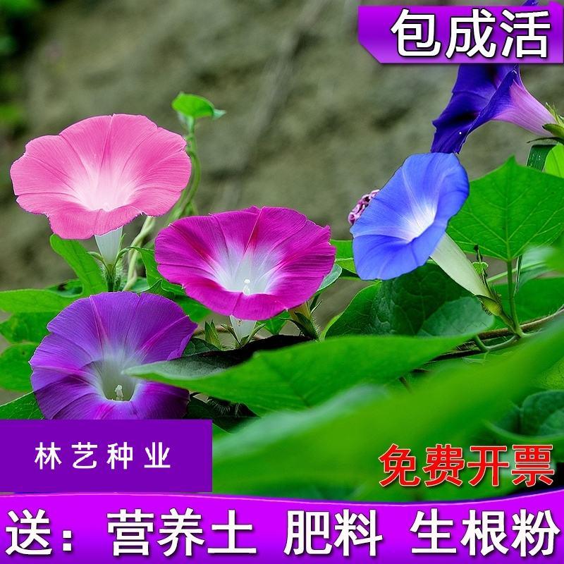 矮牵牛花种子进口重瓣泛美种子室内外阳台盆栽花卉庭院四季