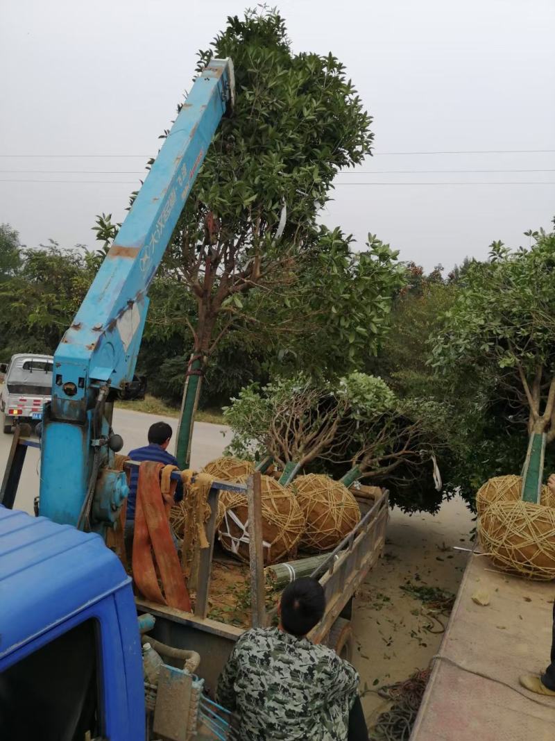 黄金桂花树大规格桂花树独杆丛生，金桂，丹桂2到30公分