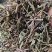 新货败酱草野生黄花败酱草颜色青绿全国发货