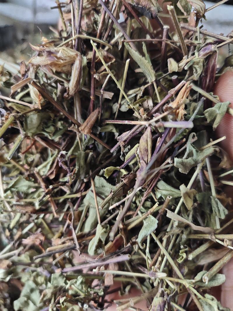 新货败酱草野生黄花败酱草颜色青绿全国发货