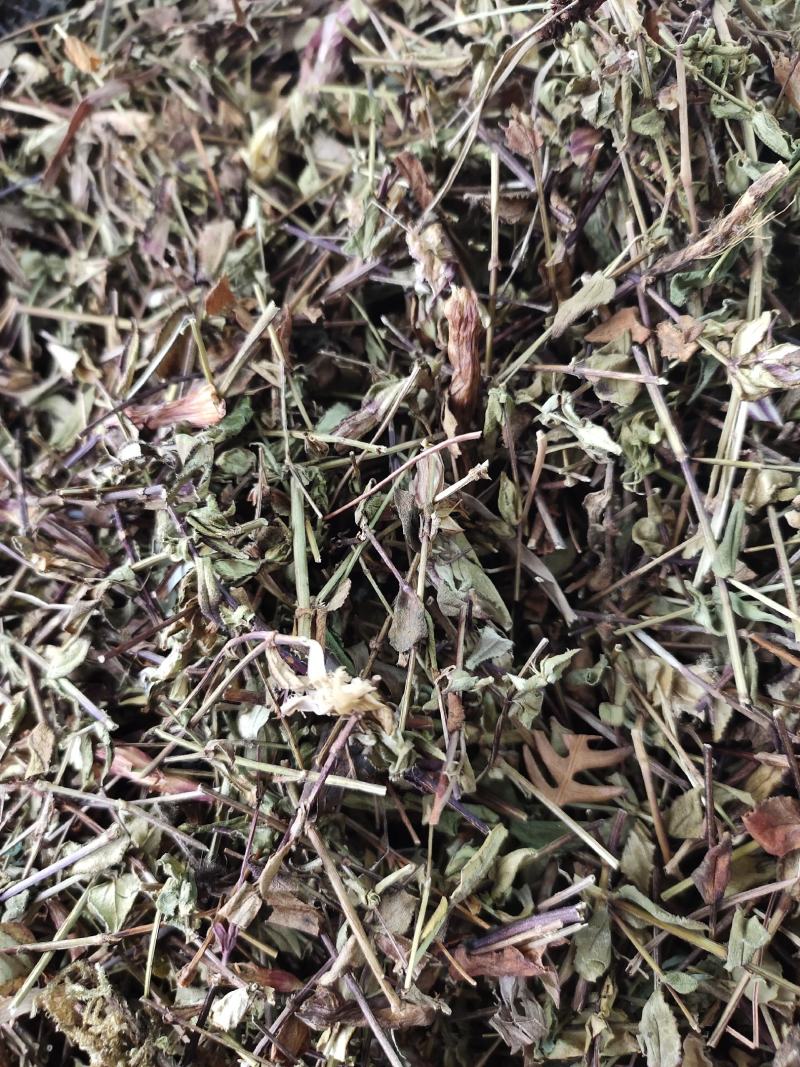新货败酱草野生黄花败酱草颜色青绿全国发货