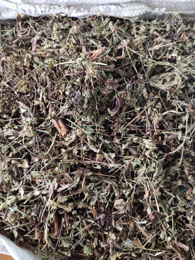 新货败酱草野生黄花败酱草颜色青绿全国发货