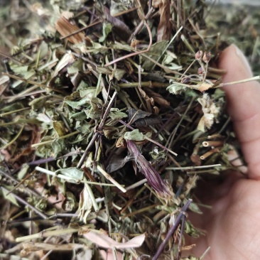 新货败酱草野生黄花败酱草颜色青绿全国发货