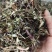 新货败酱草野生黄花败酱草颜色青绿全国发货