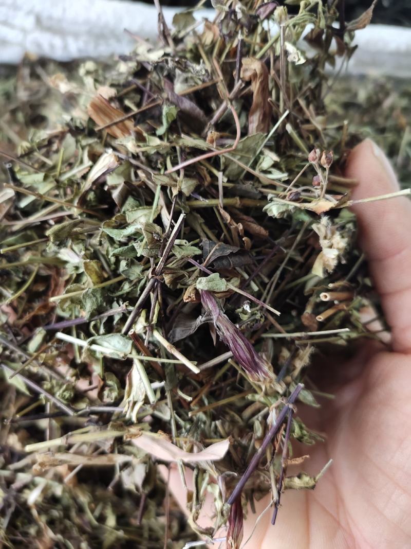 新货败酱草野生黄花败酱草颜色青绿全国发货