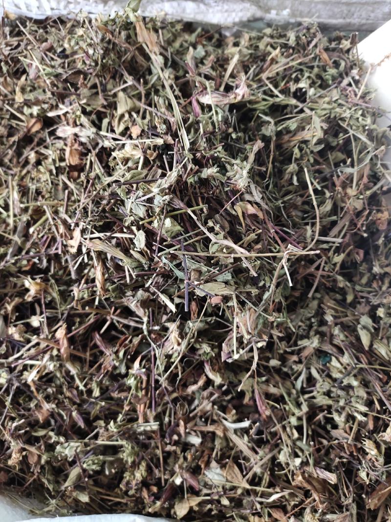 新货败酱草野生黄花败酱草颜色青绿全国发货