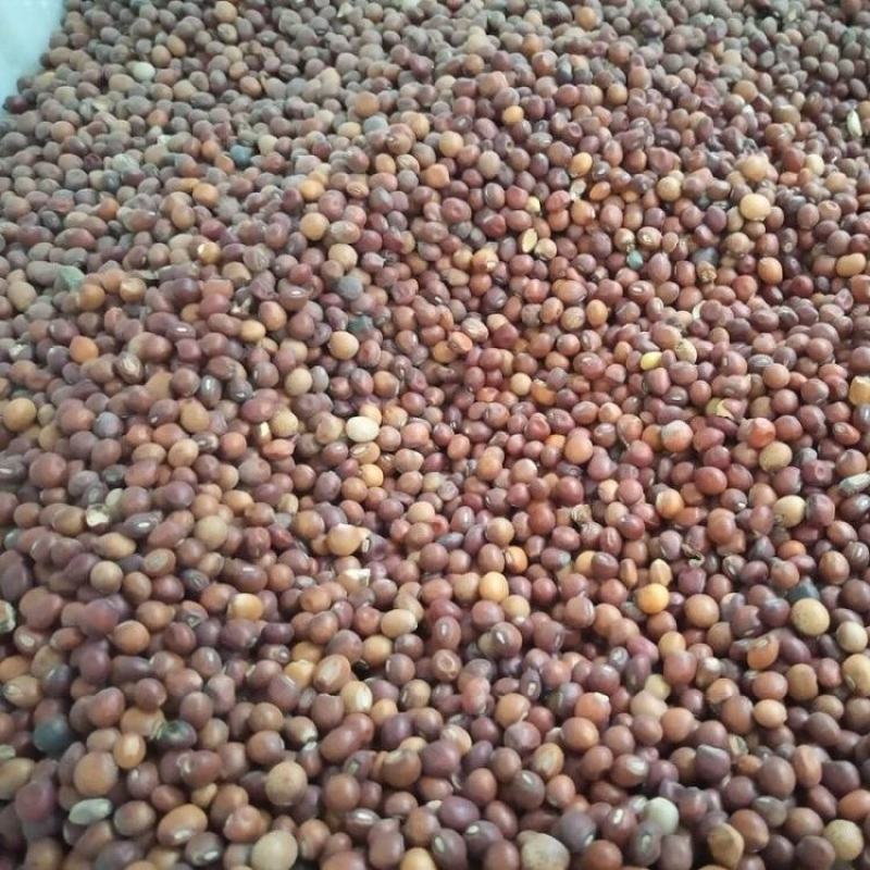 木豆种籽树种子观音豆鸽豆柳豆豆蓉树豆树黄豆种子