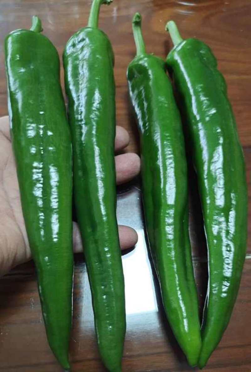 本合作社大量供应牛角椒，果皮光滑肉厚，粗长顺直且有光泽