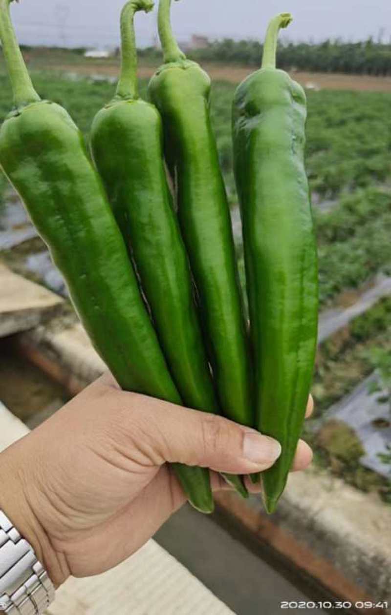 本合作社大量供应牛角椒，果皮光滑肉厚，粗长顺直且有光泽
