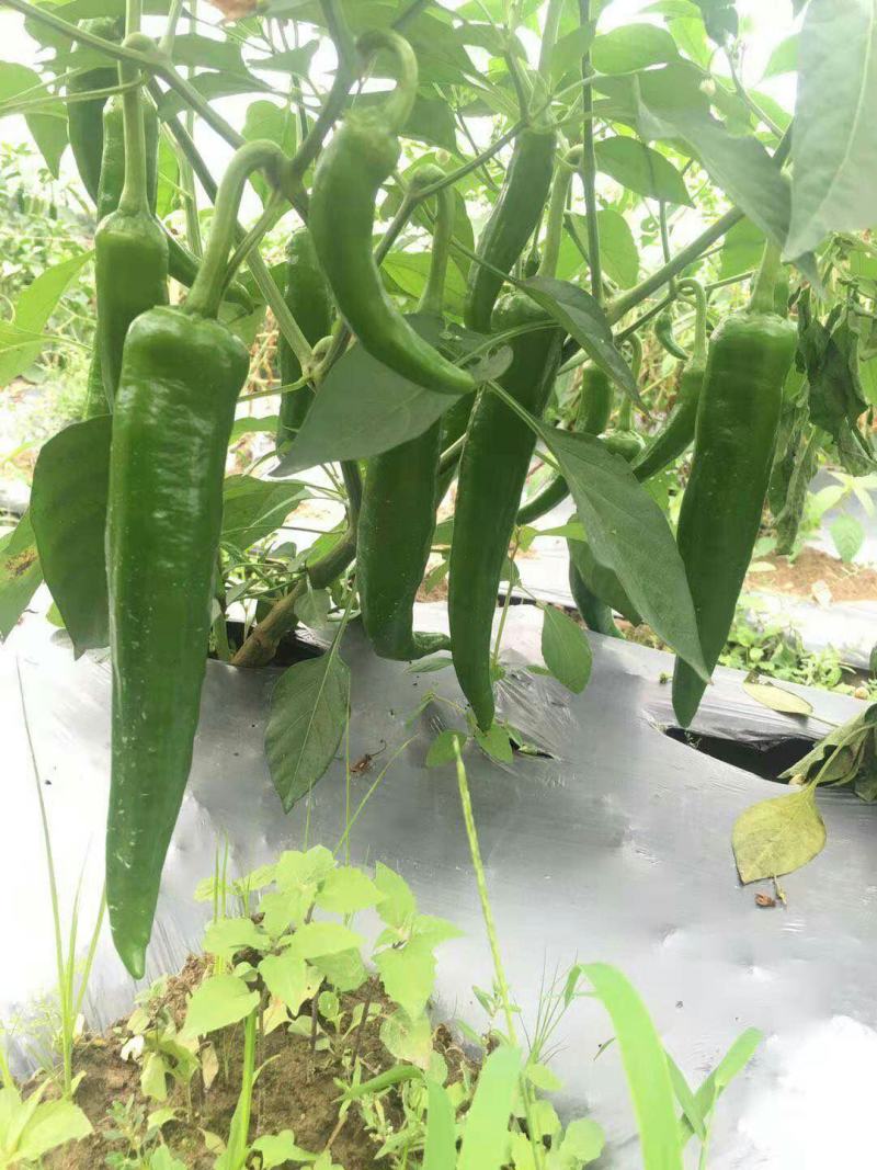 本合作社大量供应牛角椒，果皮光滑肉厚，粗长顺直且有光泽