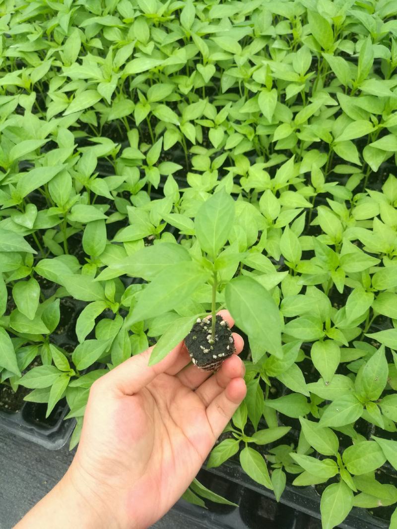 本合作社大量供应牛角椒，果皮光滑肉厚，粗长顺直且有光泽