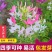 醉蝶花种子四季开花易种易活花海公园庭院花卉观赏