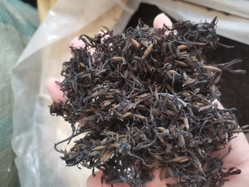 海藻江苏药用高含量纯净干净无杂质一公斤起包邮