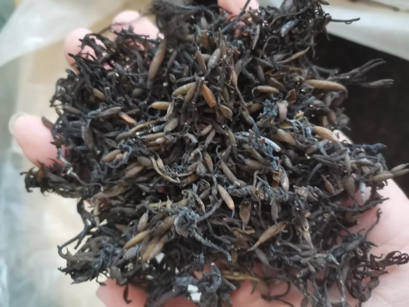 海藻江苏药用高含量纯净干净无杂质一公斤起包邮